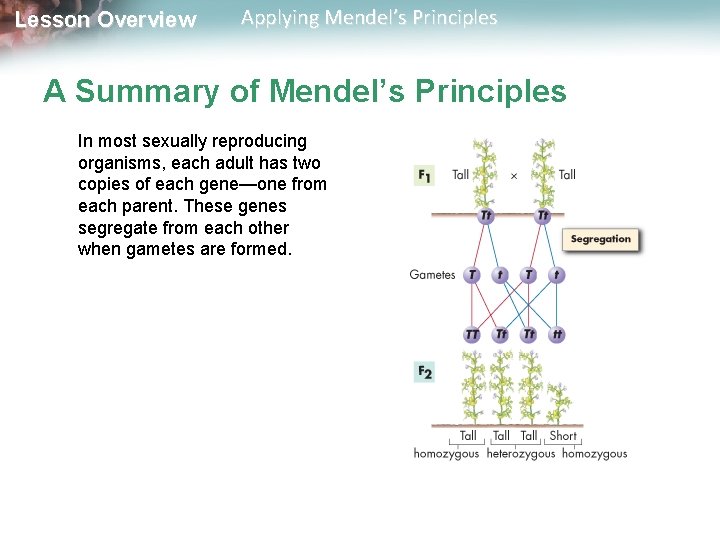 Lesson Overview Applying Mendel’s Principles A Summary of Mendel’s Principles In most sexually reproducing