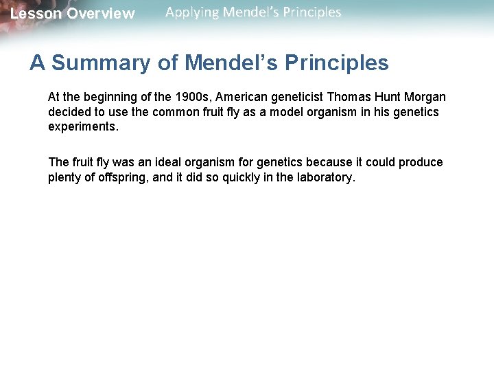 Lesson Overview Applying Mendel’s Principles A Summary of Mendel’s Principles At the beginning of