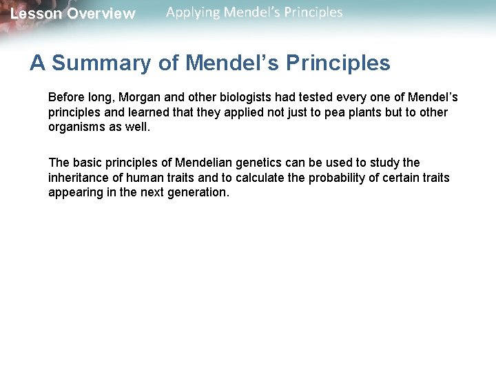Lesson Overview Applying Mendel’s Principles A Summary of Mendel’s Principles Before long, Morgan and