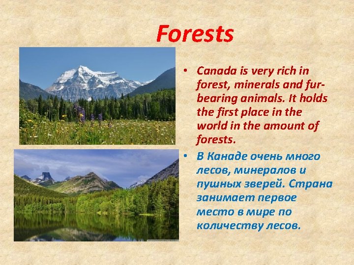 Forests • Canada is very rich in forest, minerals and furbearing animals. It holds