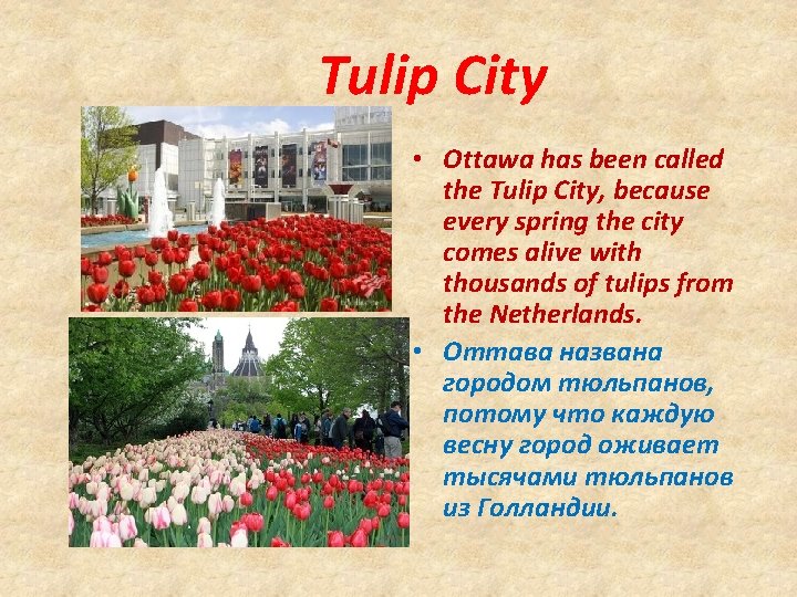 Tulip City • Ottawa has been called the Tulip City, because every spring the