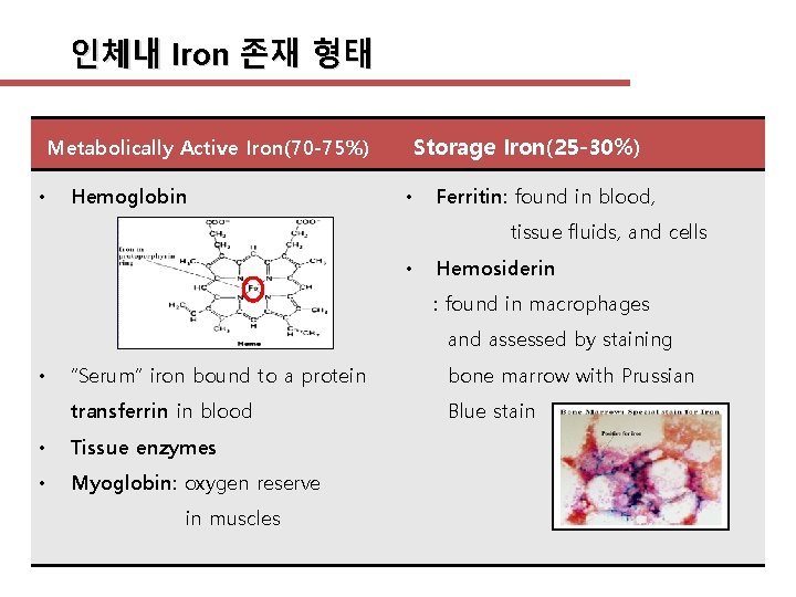 인체내 Iron 존재 형태 Storage Iron(25 -30%) Metabolically Active Iron(70 -75%) • Hemoglobin •