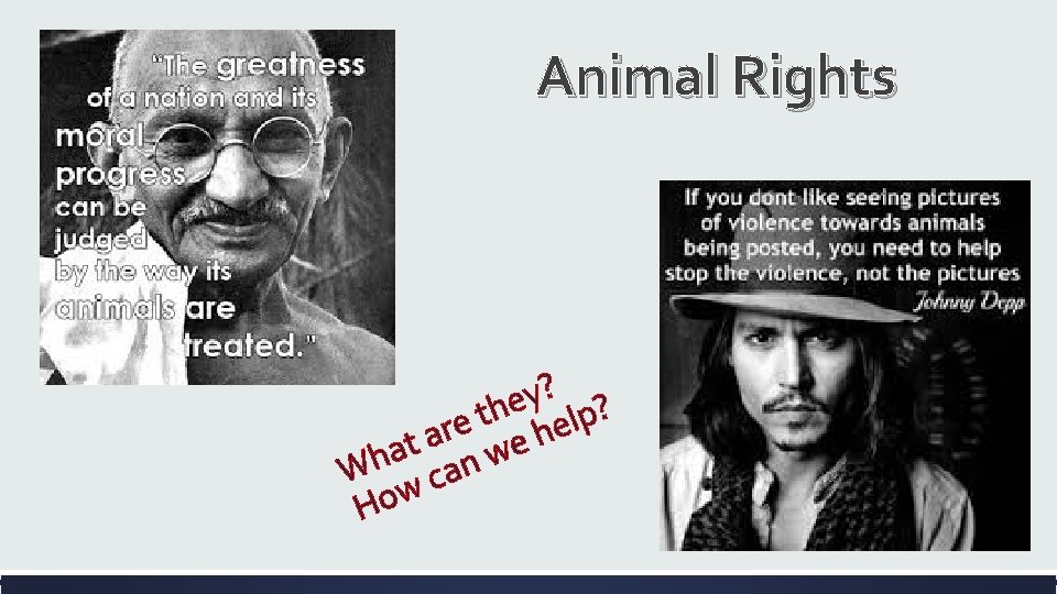 Animal Rights ? y e lp? h t e e r h a at