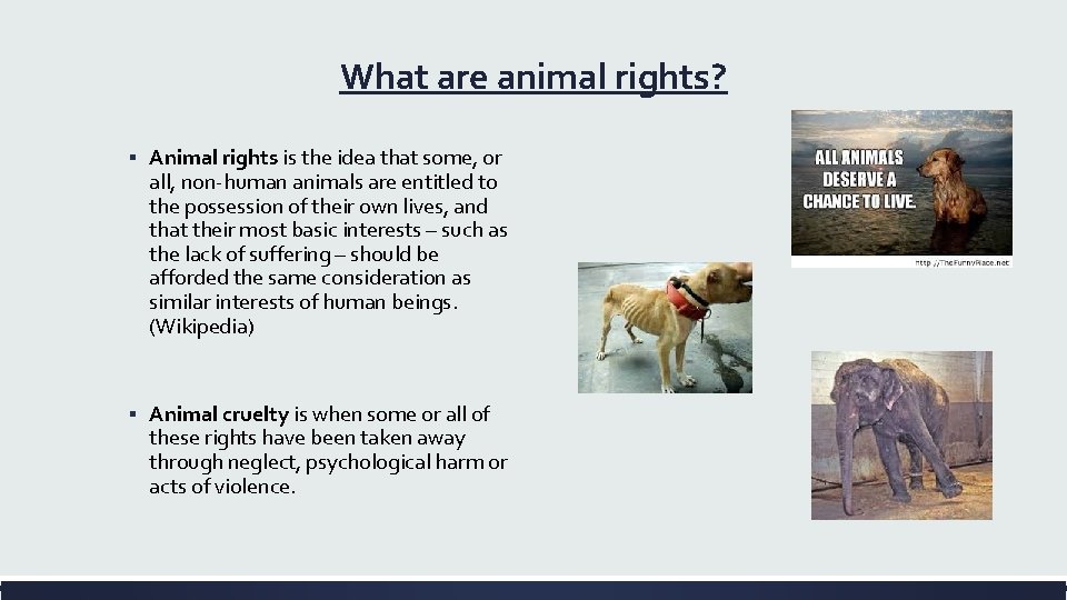 What are animal rights? ▪ Animal rights is the idea that some, or all,