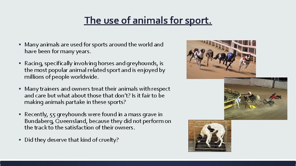 The use of animals for sport. ▪ Many animals are used for sports around