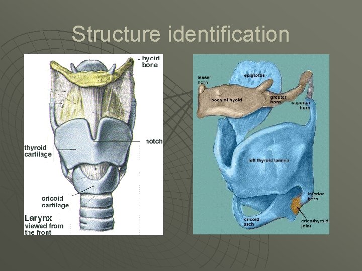 Structure identification 