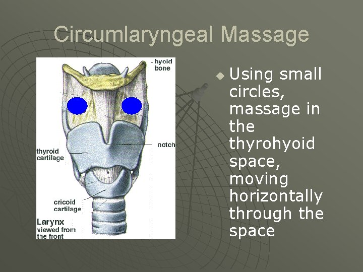 Circumlaryngeal Massage u Using small circles, massage in the thyrohyoid space, moving horizontally through