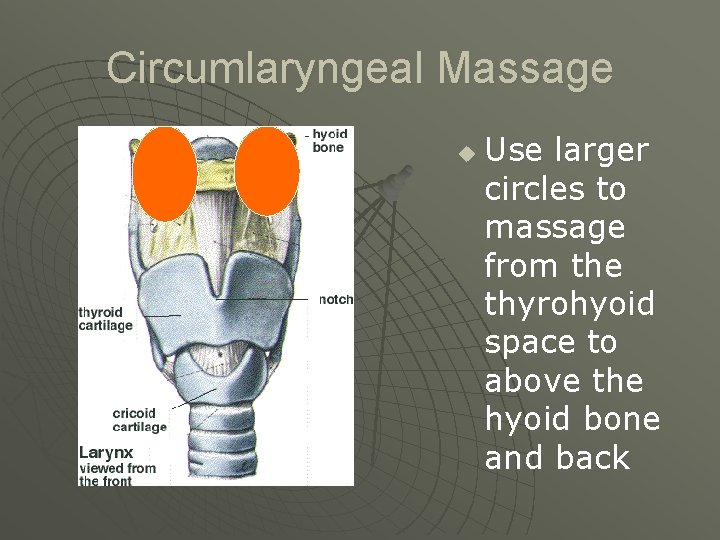 Circumlaryngeal Massage u Use larger circles to massage from the thyrohyoid space to above