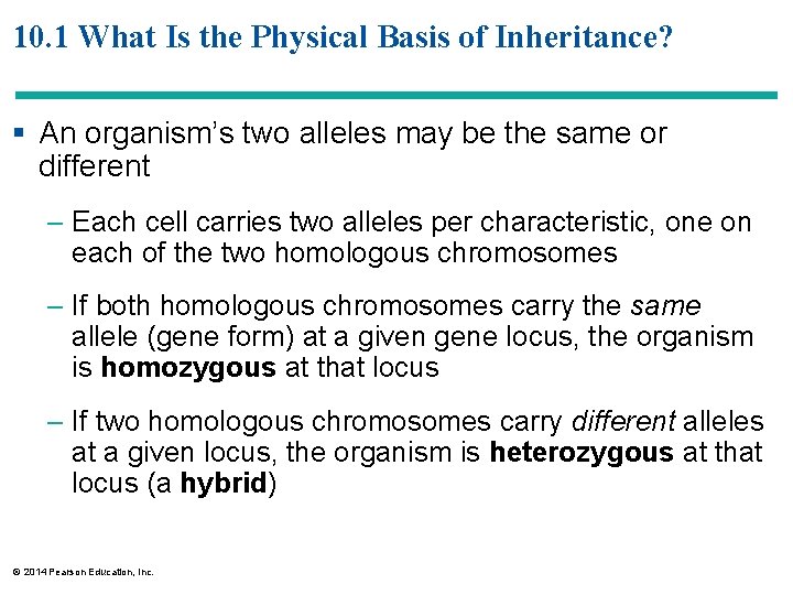 10. 1 What Is the Physical Basis of Inheritance? § An organism’s two alleles