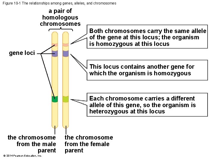 Figure 10 -1 The relationships among genes, alleles, and chromosomes a pair of homologous