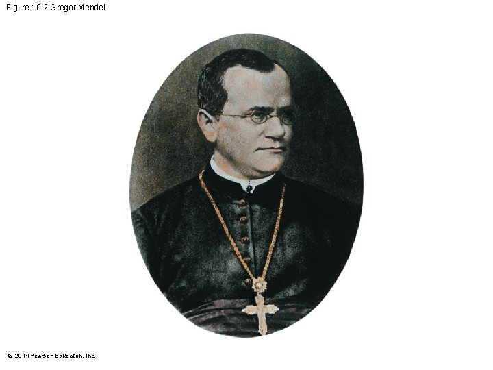 Figure 10 -2 Gregor Mendel © 2014 Pearson Education, Inc. 