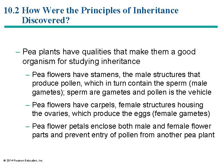10. 2 How Were the Principles of Inheritance Discovered? – Pea plants have qualities