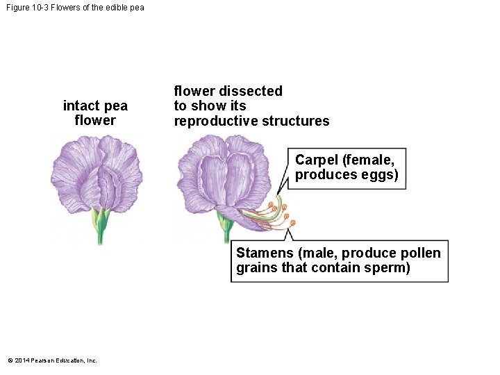 Figure 10 -3 Flowers of the edible pea intact pea flower dissected to show