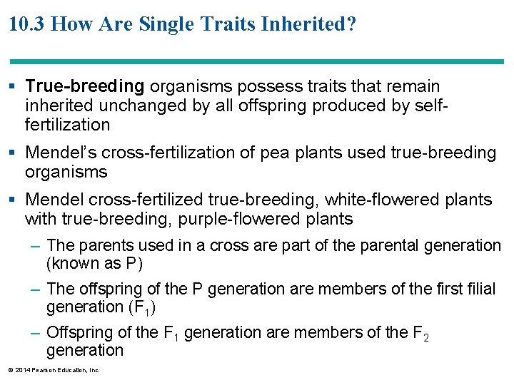 10. 3 How Are Single Traits Inherited? § True-breeding organisms possess traits that remain