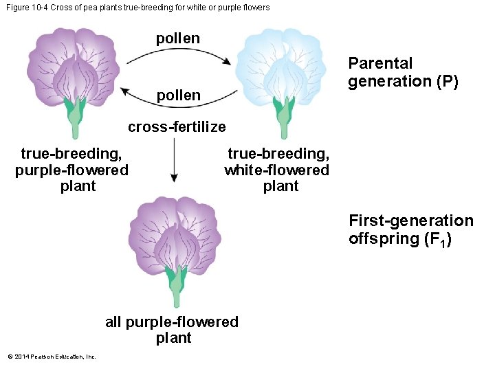 Figure 10 -4 Cross of pea plants true-breeding for white or purple flowers pollen