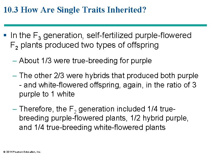 10. 3 How Are Single Traits Inherited? § In the F 3 generation, self-fertilized