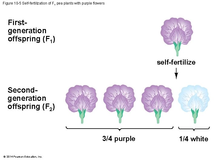 Figure 10 -5 Self-fertilization of F 1 pea plants with purple flowers Firstgeneration offspring