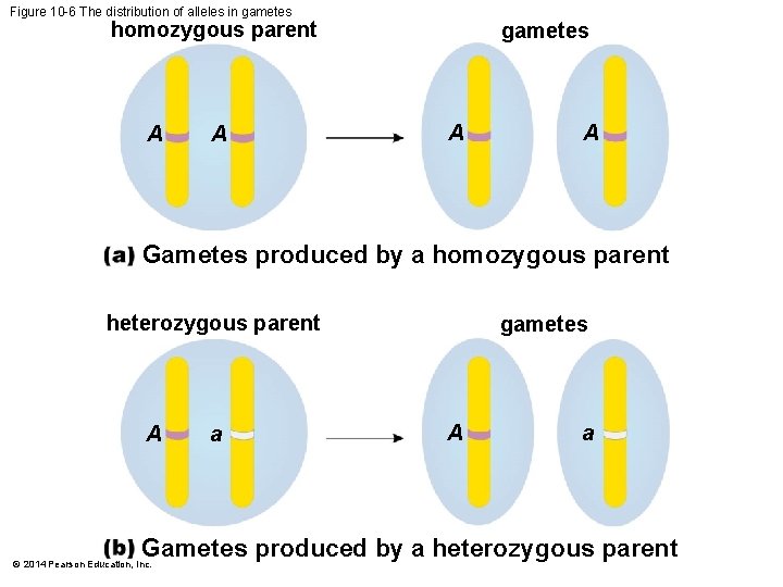 Figure 10 -6 The distribution of alleles in gametes homozygous parent A A gametes