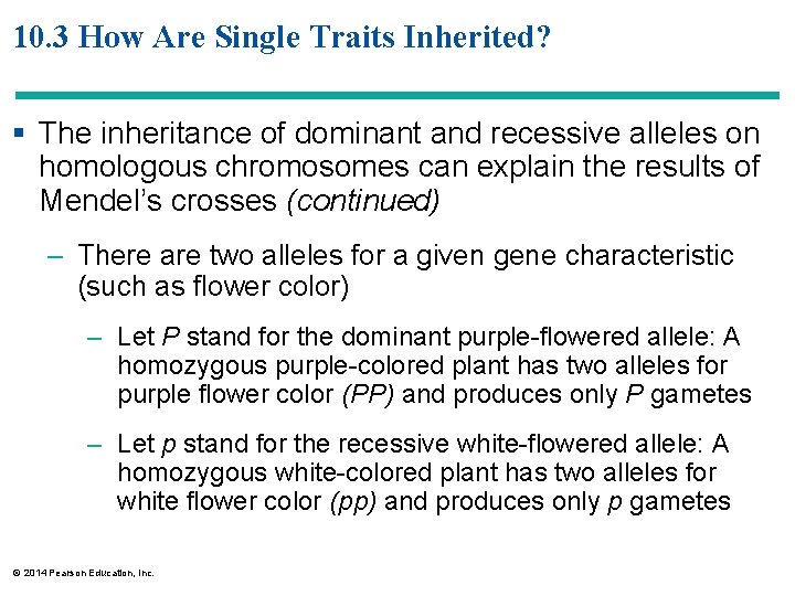 10. 3 How Are Single Traits Inherited? § The inheritance of dominant and recessive