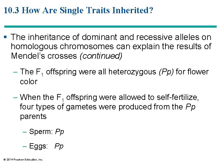 10. 3 How Are Single Traits Inherited? § The inheritance of dominant and recessive