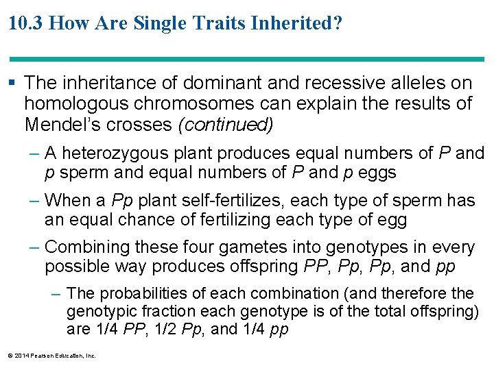 10. 3 How Are Single Traits Inherited? § The inheritance of dominant and recessive