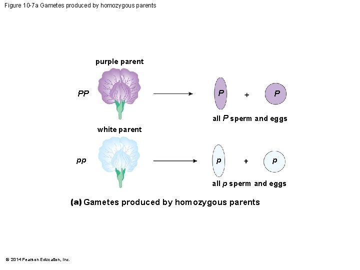 Figure 10 -7 a Gametes produced by homozygous parents purple parent P PP P