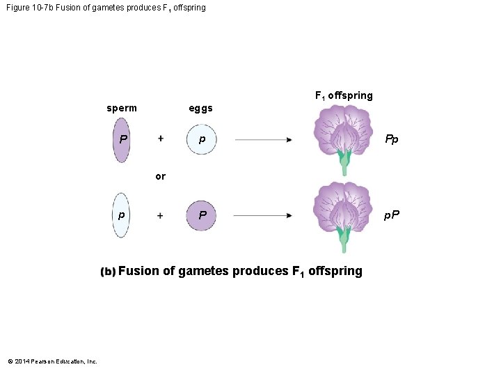 Figure 10 -7 b Fusion of gametes produces F 1 offspring sperm eggs P