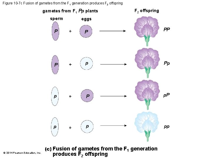 Figure 10 -7 c Fusion of gametes from the F 1 generation produces F
