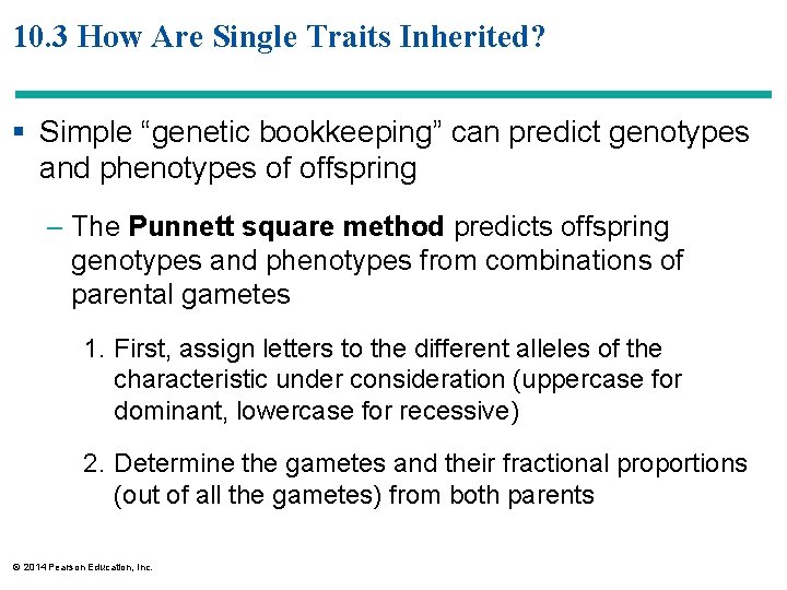 10. 3 How Are Single Traits Inherited? § Simple “genetic bookkeeping” can predict genotypes