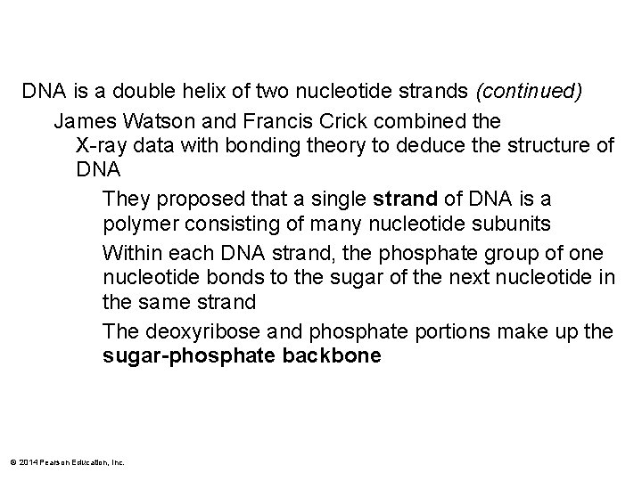 DNA is a double helix of two nucleotide strands (continued) James Watson and Francis