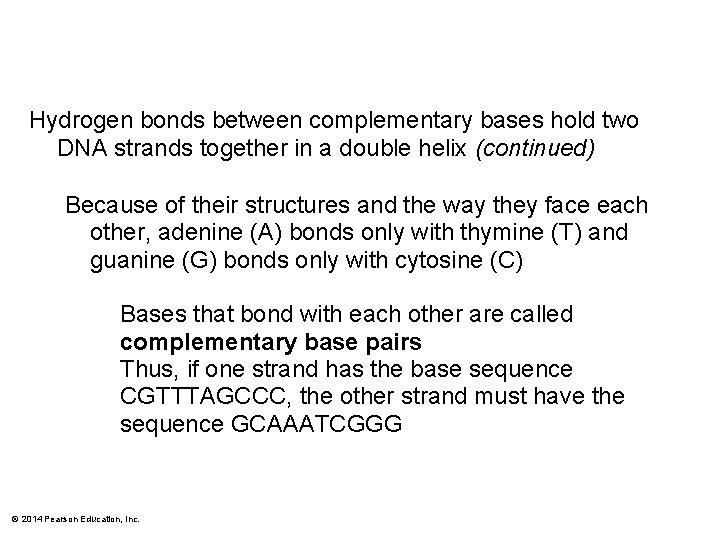 Hydrogen bonds between complementary bases hold two DNA strands together in a double helix