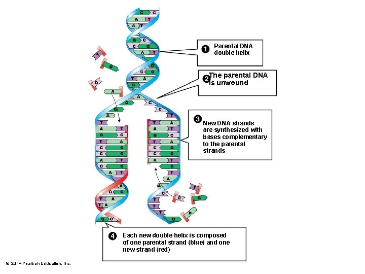 Parental DNA double helix The parental DNA is unwound New DNA strands are synthesized