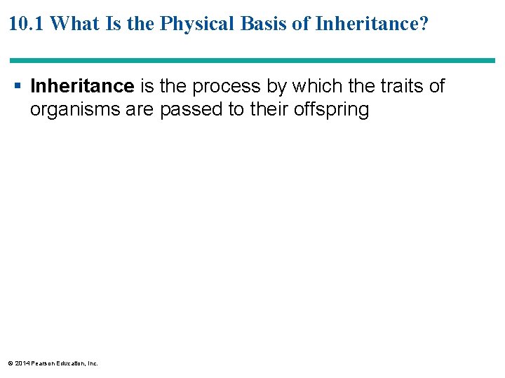 10. 1 What Is the Physical Basis of Inheritance? § Inheritance is the process