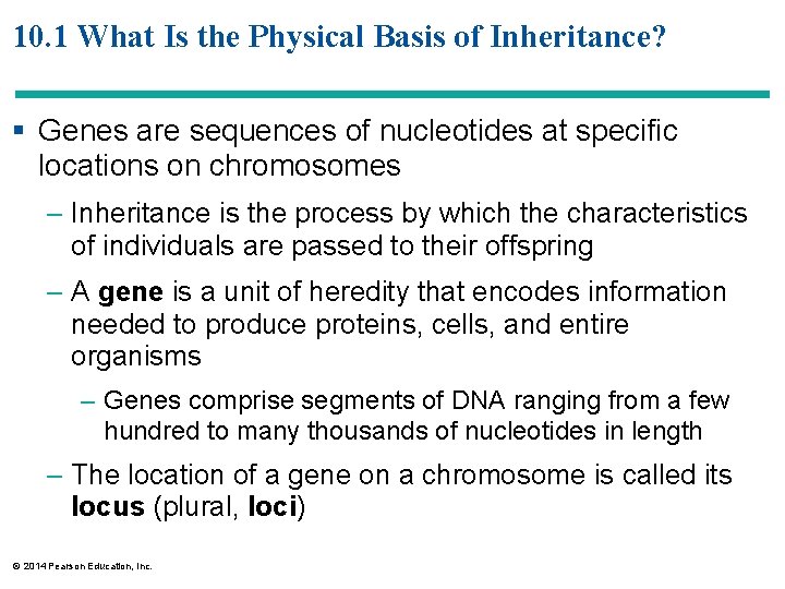 10. 1 What Is the Physical Basis of Inheritance? § Genes are sequences of