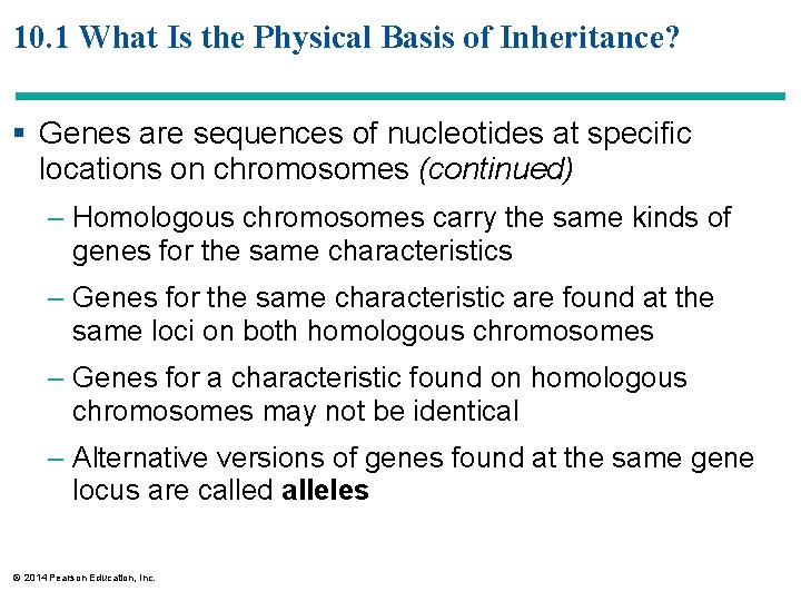 10. 1 What Is the Physical Basis of Inheritance? § Genes are sequences of