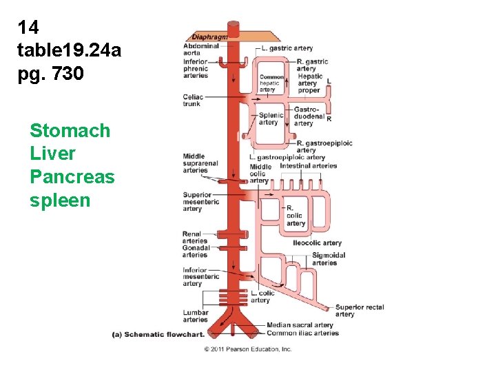 14 table 19. 24 a pg. 730 Stomach Liver Pancreas spleen 