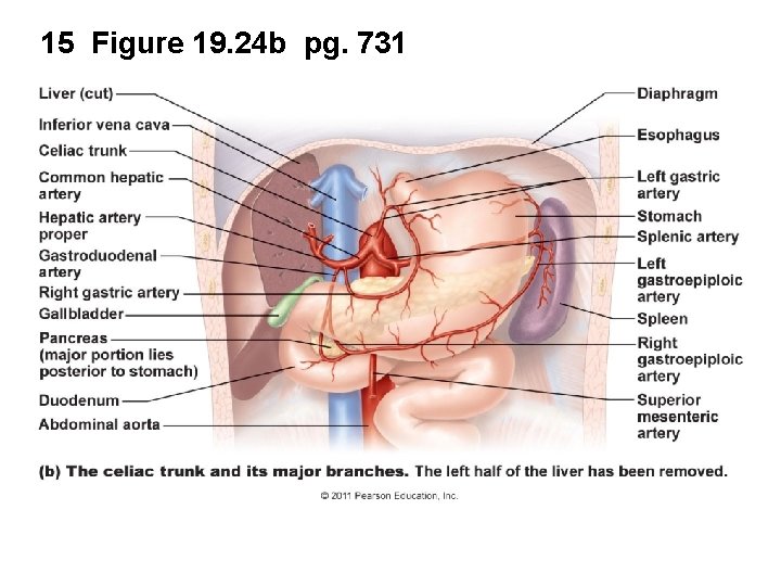 15 Figure 19. 24 b pg. 731 