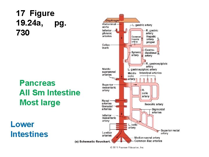 17 Figure 19. 24 a, pg. 730 Pancreas All Sm Intestine Most large Lower