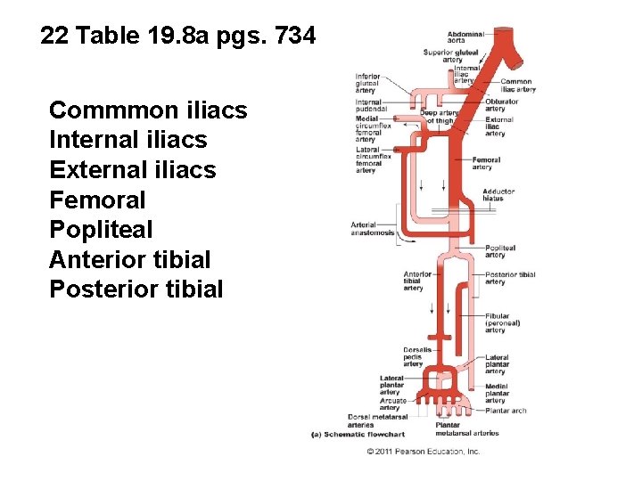22 Table 19. 8 a pgs. 734 Commmon iliacs Internal iliacs External iliacs Femoral