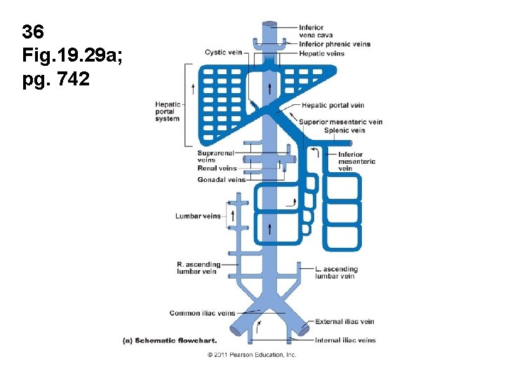 36 Fig. 19. 29 a; pg. 742 