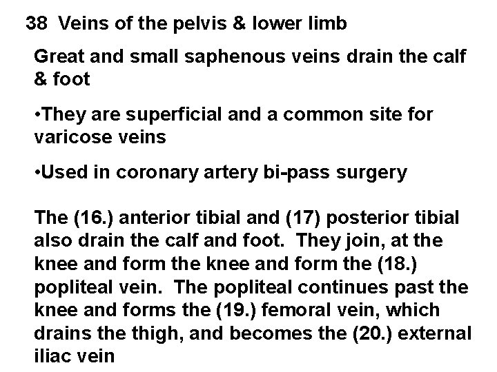 38 Veins of the pelvis & lower limb Great and small saphenous veins drain