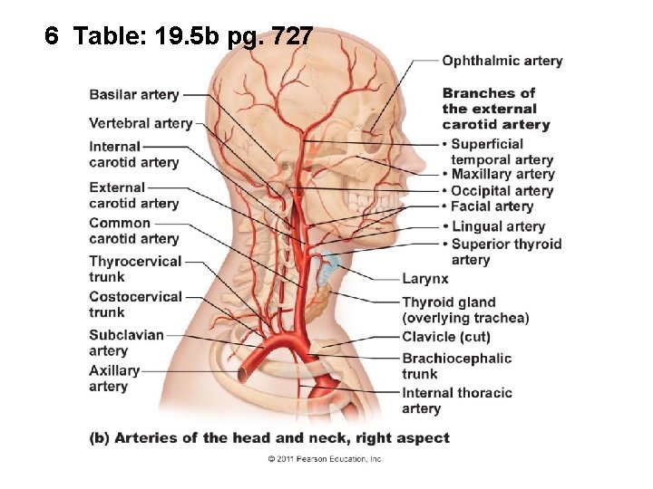 6 Table: 19. 5 b pg. 727 