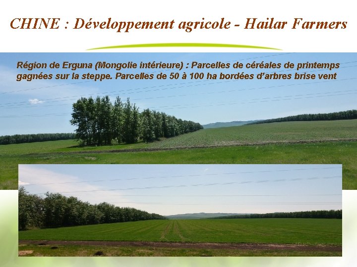 CHINE : Développement agricole - Hailar Farmers Région de Erguna (Mongolie intérieure) : Parcelles