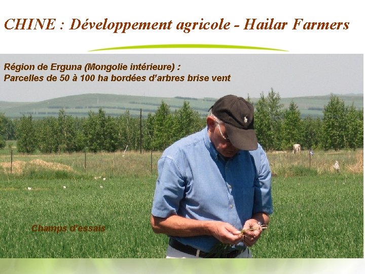 CHINE : Développement agricole - Hailar Farmers Région de Erguna (Mongolie intérieure) : Parcelles