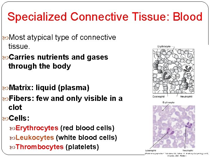 Specialized Connective Tissue: Blood Most atypical type of connective tissue. Carries nutrients and gases