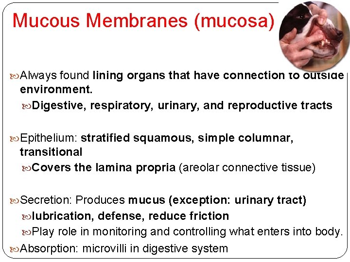 Mucous Membranes (mucosa) Always found lining organs that have connection to outside environment. Digestive,
