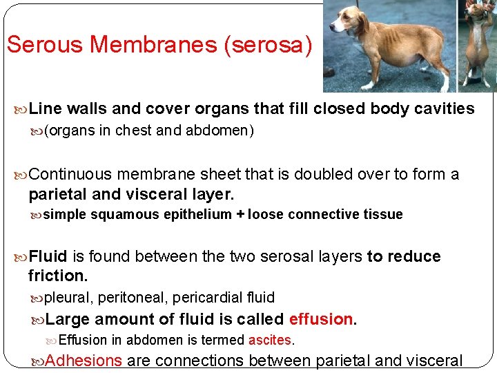 Serous Membranes (serosa) Line walls and cover organs that fill closed body cavities (organs