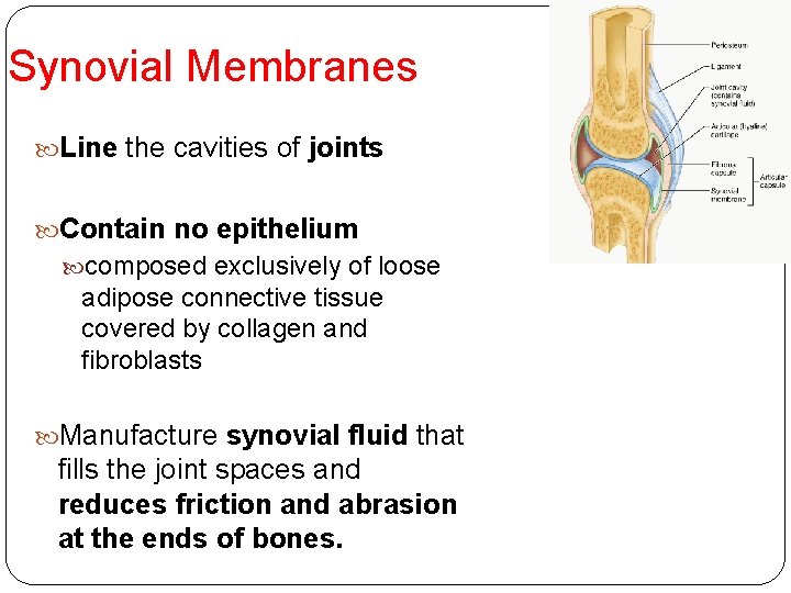 Synovial Membranes Line the cavities of joints Contain no epithelium composed exclusively of loose
