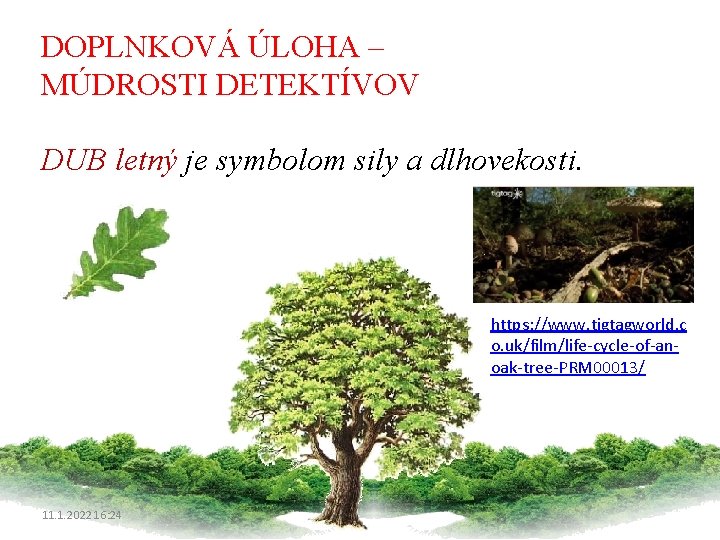 DOPLNKOVÁ ÚLOHA – MÚDROSTI DETEKTÍVOV DUB letný je symbolom sily a dlhovekosti. https: //www.