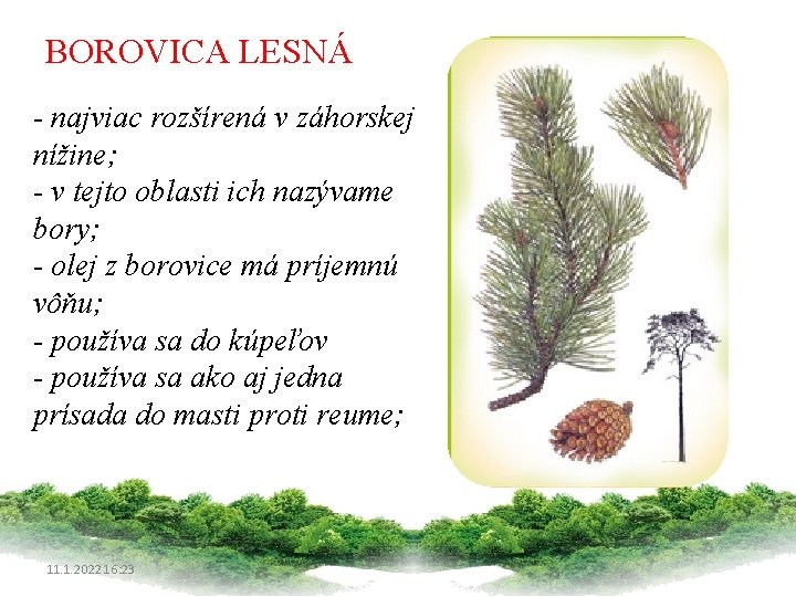 BOROVICA LESNÁ - najviac rozšírená v záhorskej nížine; - v tejto oblasti ich nazývame